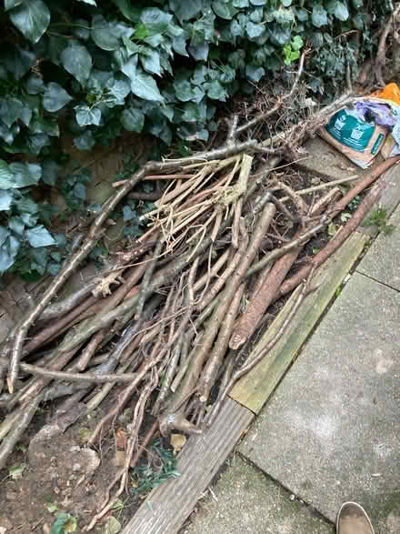 Photo of free Lots of long branches (CT2) #1