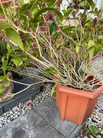 Photo of free shrub (Loughborough) #4