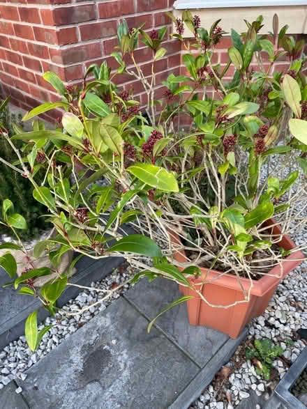 Photo of free shrub (Loughborough) #3