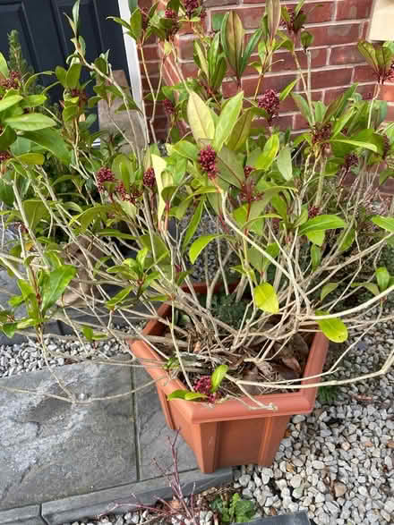 Photo of free shrub (Loughborough) #1
