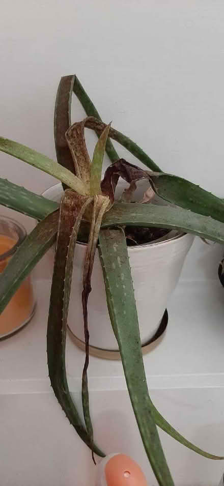 Photo of free Aloe very - in needs of care (Comely Bank EH4) #1