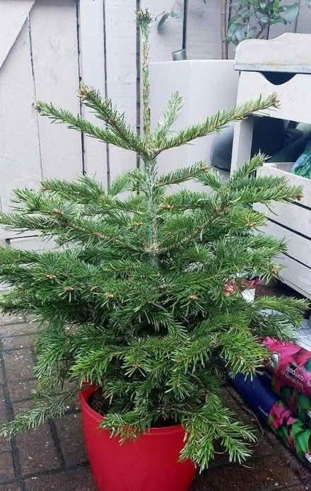 Photo of free Small tree - Nordmann fir (EH6 Leith) #1