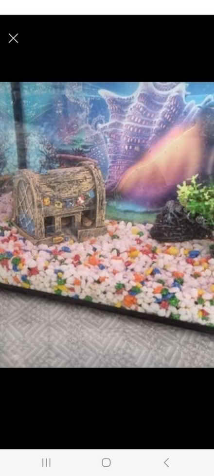 Photo of free Aquarium (SW16 norbury) #3