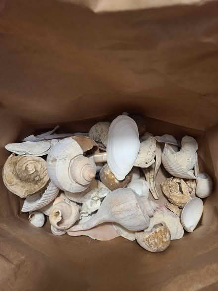 Photo of free Bag of shells (Terryville rt 6) #1