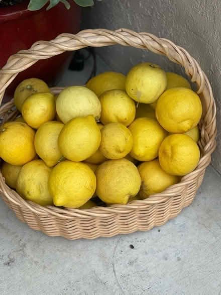 Photo of free Fresh lemons (Palm Park) #1