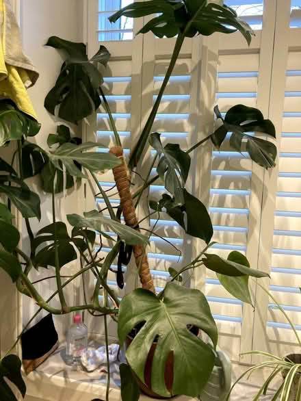 Photo of free Large monstera (swiss cheese plant) (Sciennes EH9) #1
