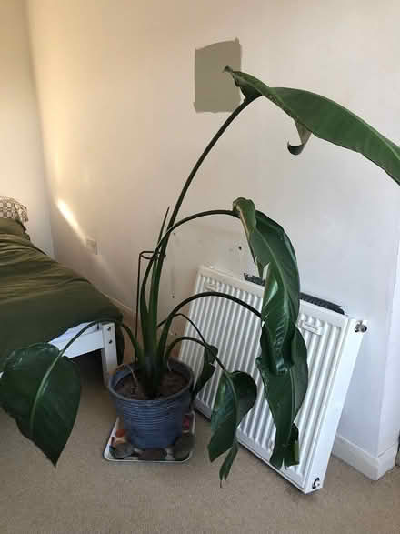 Photo of free Large houseplant (Rottingdean) #2