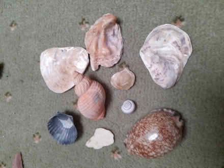 Photo of free Shells (AB10) #1