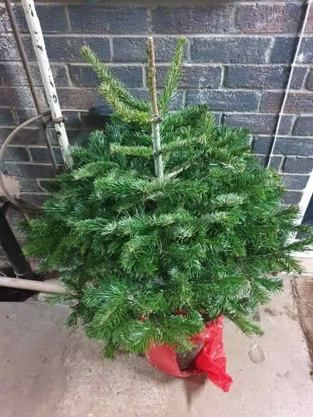 Photo of free Real Christmas Tree (Neithrop OX16) #1
