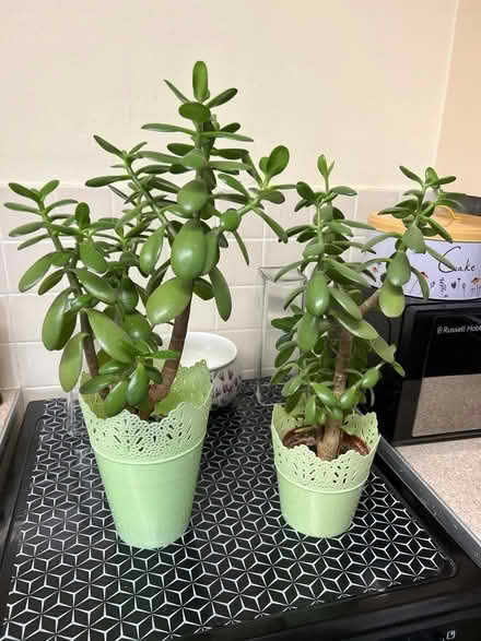 Photo of free Two large indoor plants (Feltham) #1