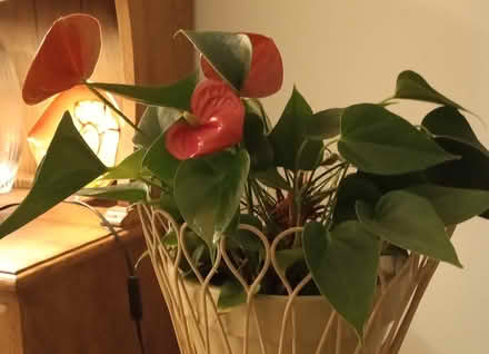 Photo of free House-Plant (Baldock - near centre. SG7) #1