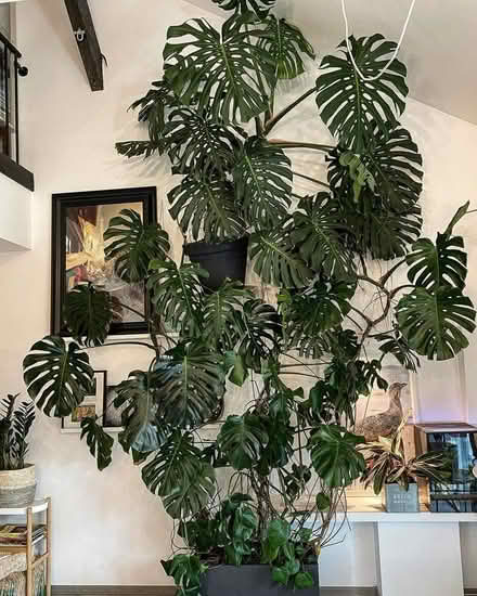 Photo of Large Plants or Planters (Toronto) #1