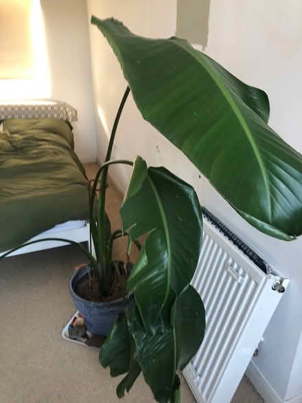 Photo of free Large houseplant (Rottingdean) #1