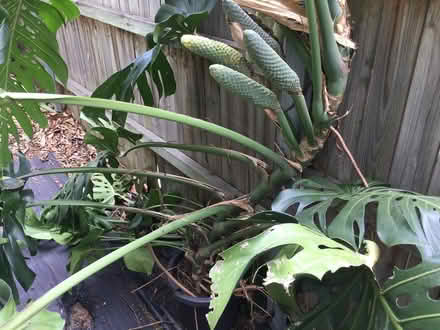 Photo of free Monstera Deliciosa (Dulwich Hill) #2
