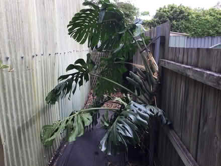 Photo of free Monstera Deliciosa (Dulwich Hill) #3