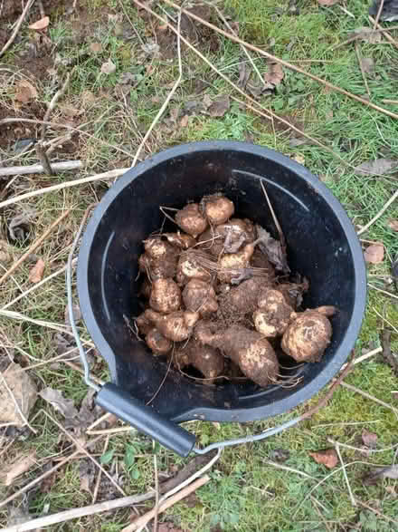 Photo of free Jerusalem Artichokes (Hitchin, SG4) #1