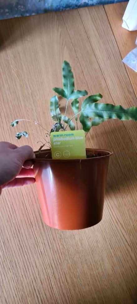 Photo of free 2 small plants needing some tlc (L4) #3