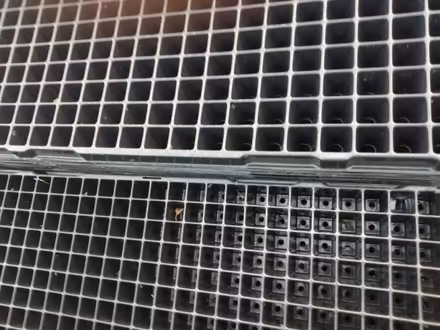 Photo of free Seed trays (North Sunderland NE68) #1