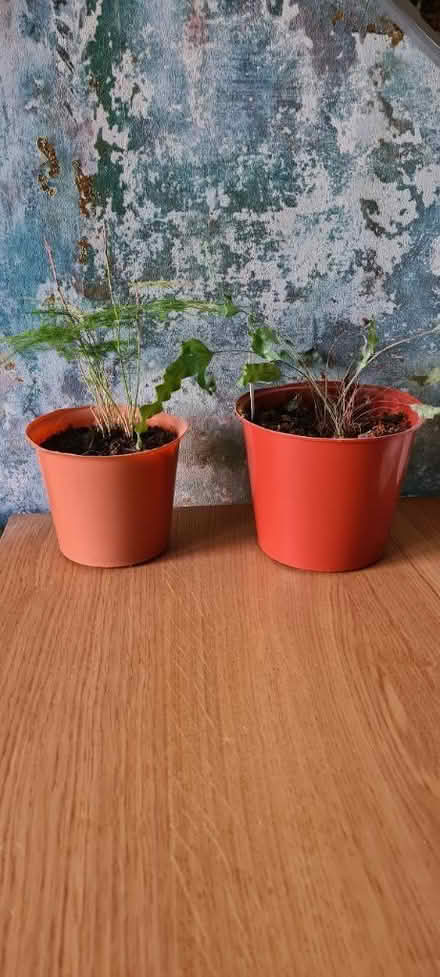 Photo of free 2 small plants needing some tlc (L4) #2