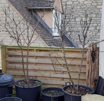 Photo of free Fruit trees (Forest Green GL6) #1