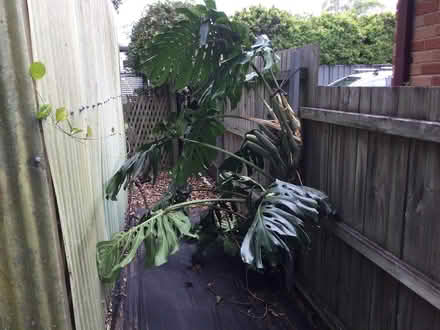 Photo of free Monstera Deliciosa (Dulwich Hill) #1