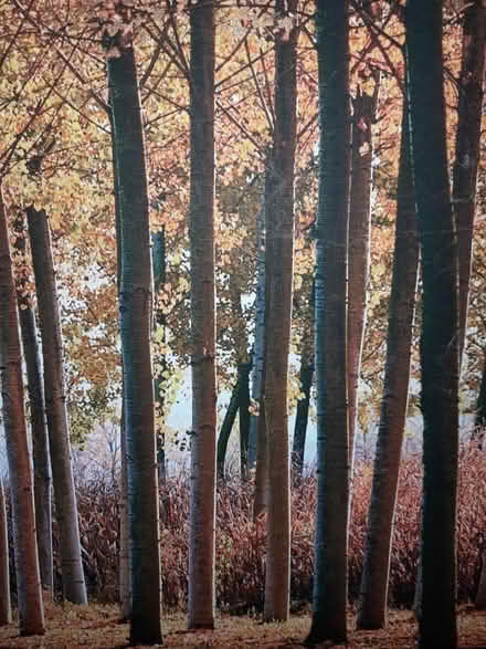 Photo of free Canvas. (Otford TN14) #2