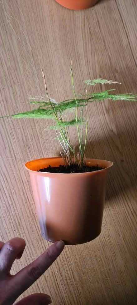 Photo of free 2 small plants needing some tlc (L4) #1