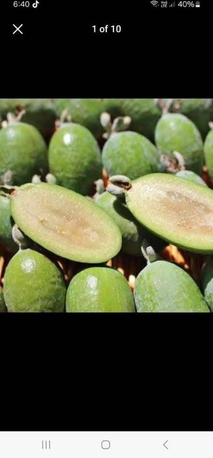 Photo of fijoa fruit (Albury wodonga) #1