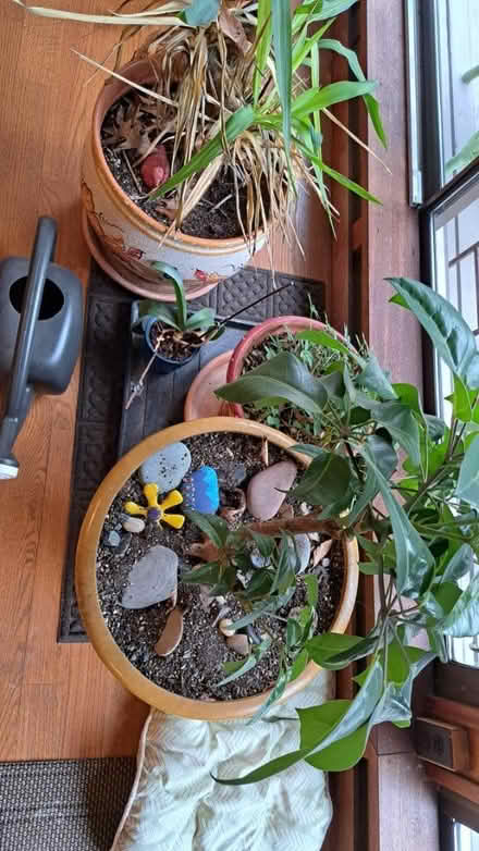 Photo of free Plant in pots (Fairfax Station) #1