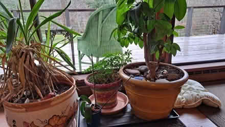 Photo of free Plant in pots (Fairfax Station) #2