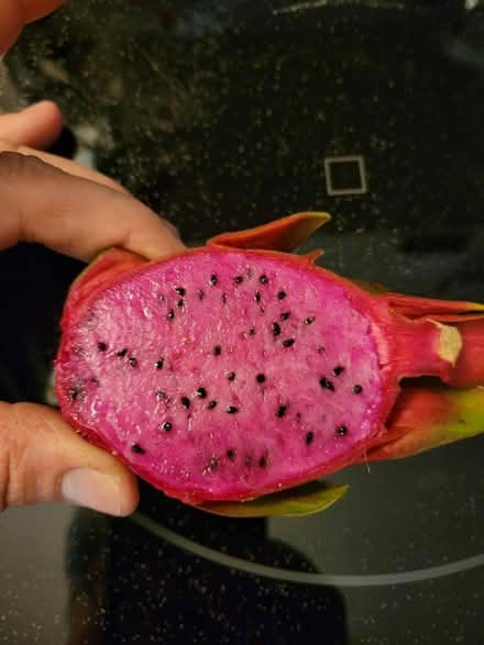 Photo of free Dragon Fruit cuttings (Leesburg / Mount Dora) #1