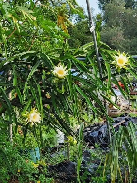 Photo of free Dragon Fruit cuttings (Leesburg / Mount Dora) #2