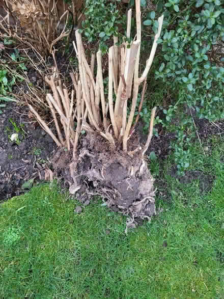 Photo of free Hydrangea (Upton CH2) #1