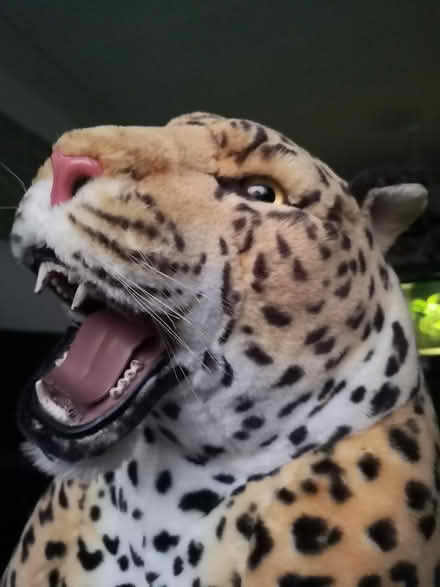 Photo of free Large leopard toy (York YO24) #1