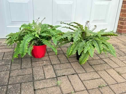 Photo of free Faux plants (CM12) #1