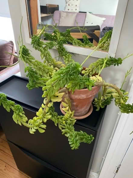Photo of free House plant (Harborne B17) #1