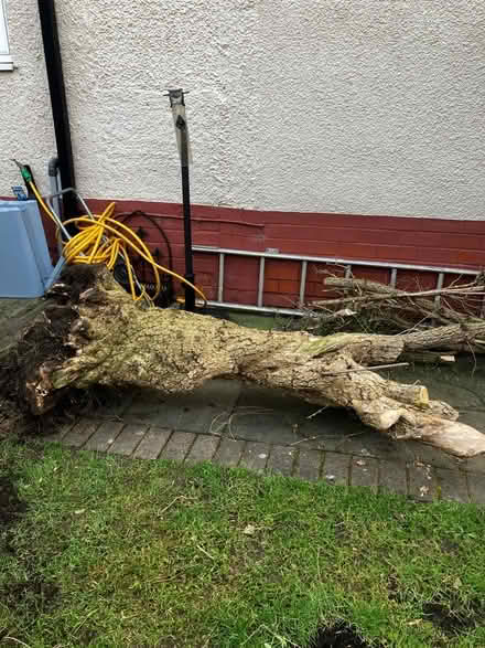 Photo of free Tree stump (CH42 Tranmere) #1