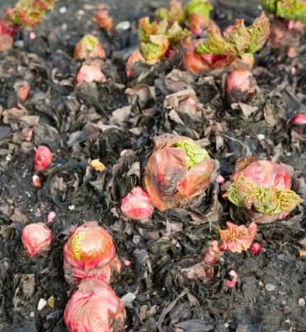 Photo of free Rhubarb crown (Burnham) #1
