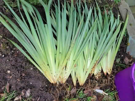 Photo of free Irises (Macclesfield) #1