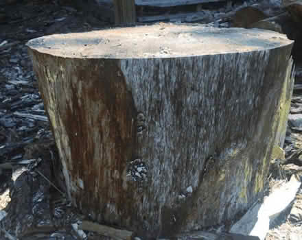 Photo of A block or stump for chopping wood (Weston Favell village area) #1