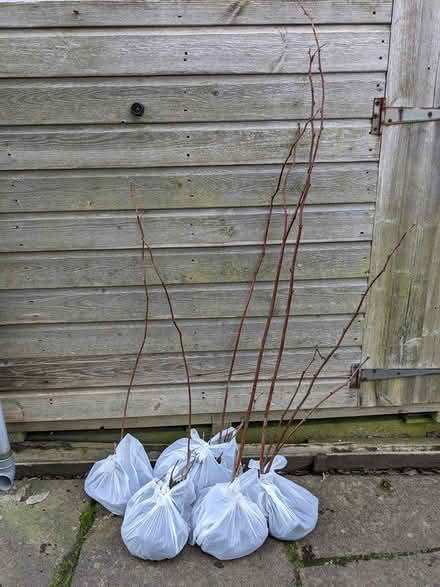 Photo of free Raspberry plants (Edinburgh EH7) #1