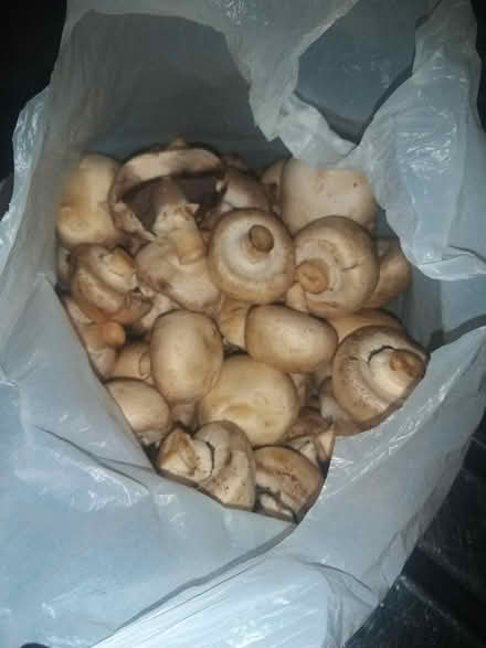 Photo of free Mushrooms (South Tottenham N15) #1