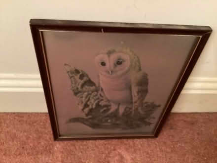 Photo of free owl picture (Peasedown St John CP) #1
