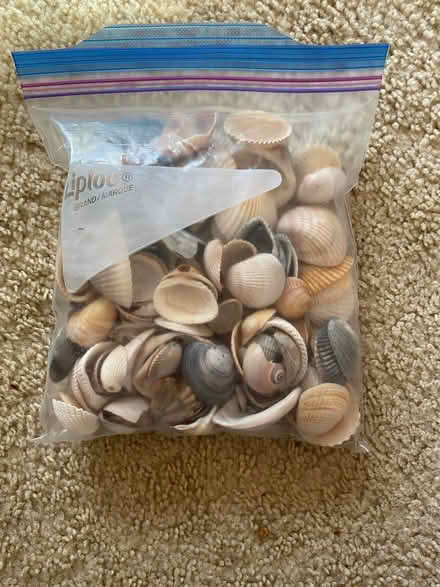 Photo of free Sea Shells (Cary near Reedy Creek schools.) #1