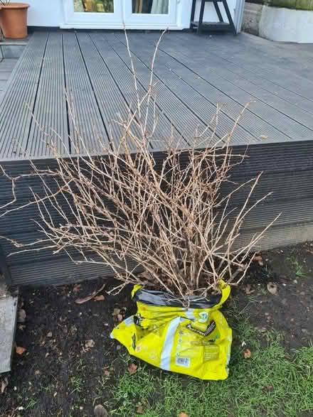 Photo of free Gooseberry Bush (Hayes BR2) #1