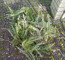 Photo of free Rosemary branches (Ameysford) #1