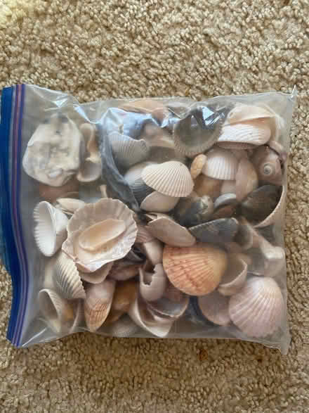 Photo of free Sea Shells (Cary near Reedy Creek schools.) #2