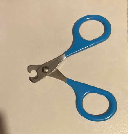 Photo of free Guinea pig nail clippers (Glasgow Parkhead G31) #1