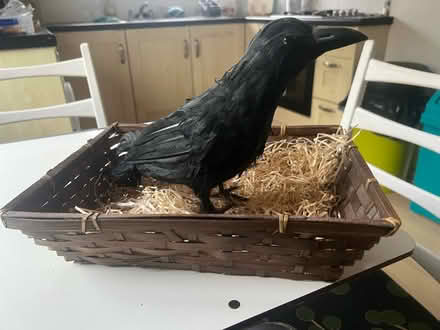 Photo of free Fake Crow / Raven πͺΊ β (SE26 sydenham) #1