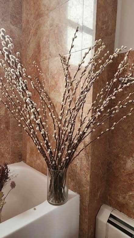 Photo of free Willow decor (Central Harlem btwn 116 &. 125) #1
